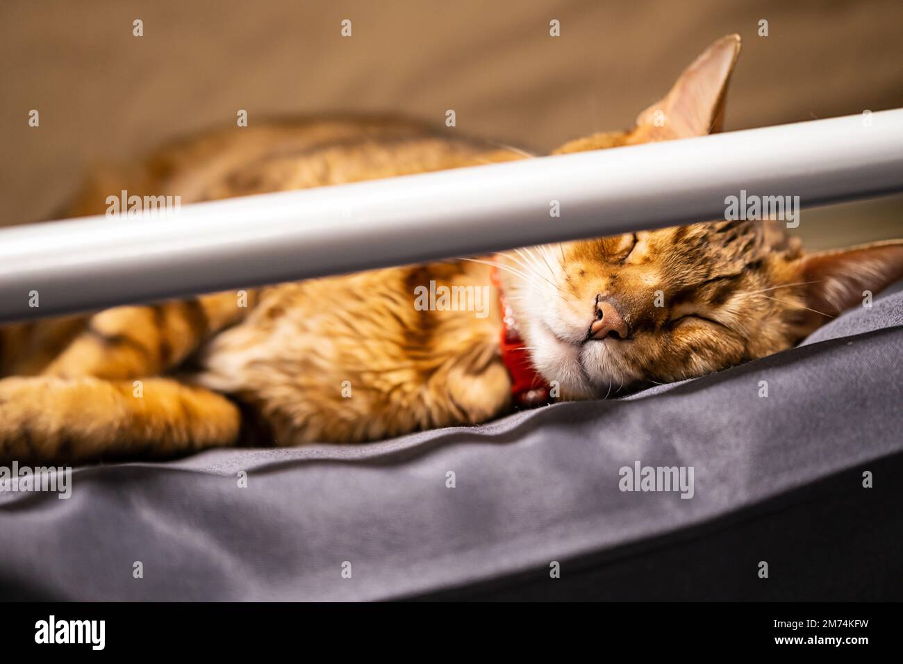 Cat travelling by train. Cute cat lying by upper berth. Journey with