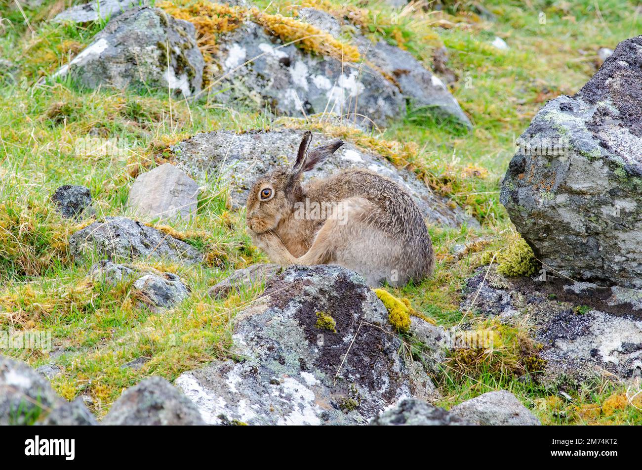 Mountain Hare, Lepus timidus, preening on the side of a mountain, Findhorn valley, Scotland. Stock Photo