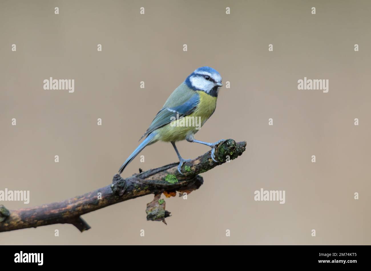 Blue Tit, Cyanistes Caeruleus, perched on a tree branch against a blurred background. Winter. Stock Photo