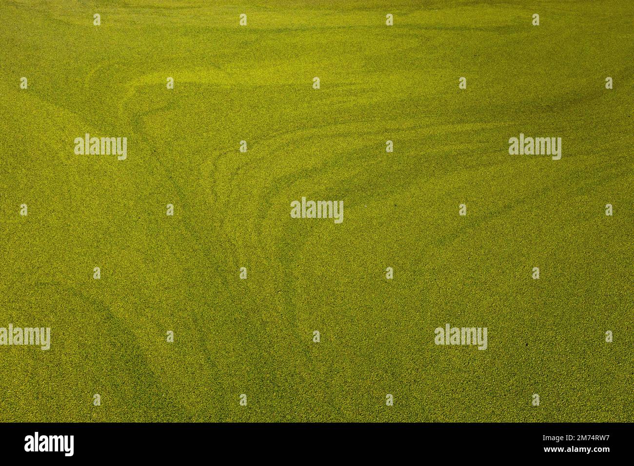 Photo of subtle patterns in duckweed on a pond Stock Photo