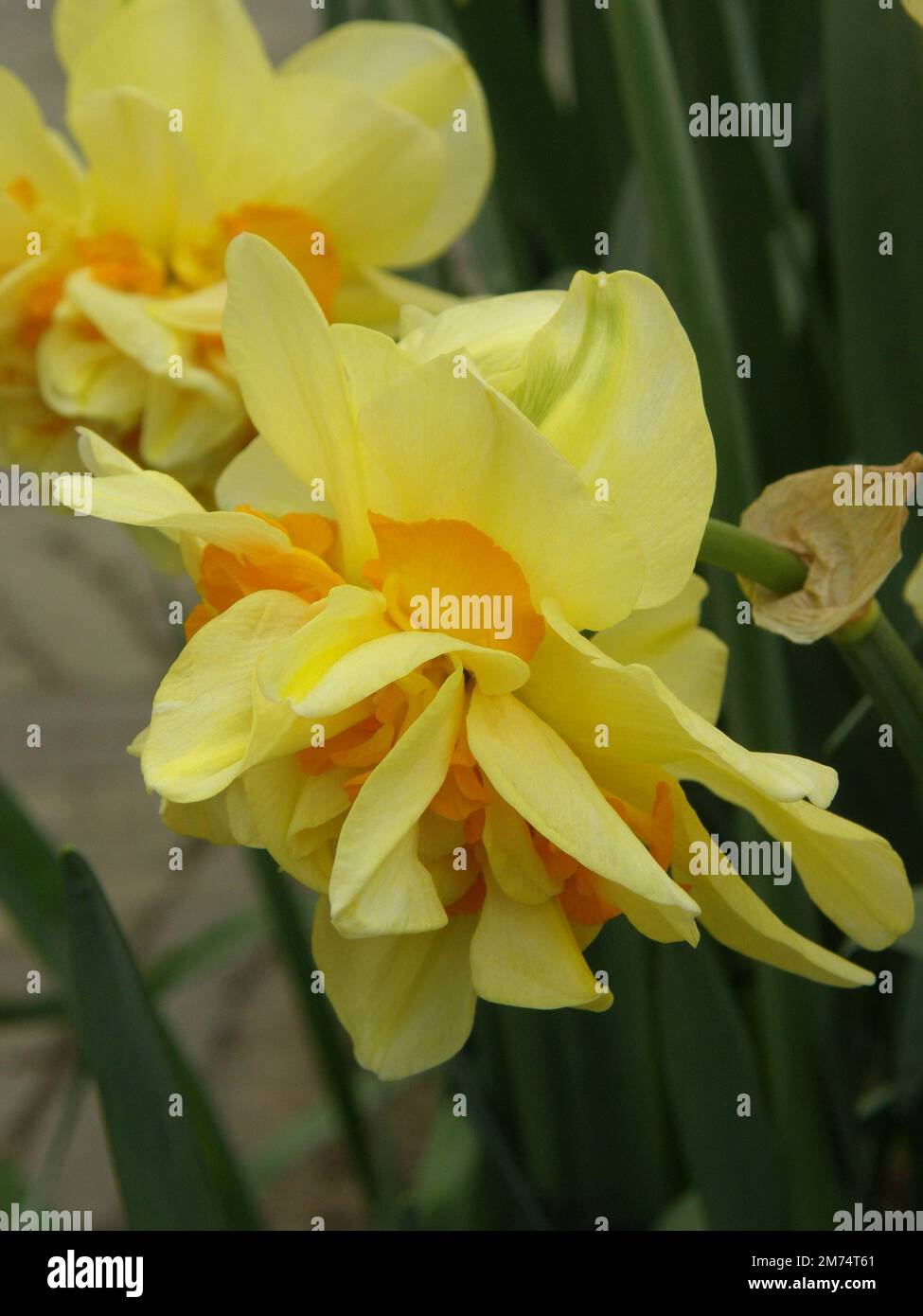 Yellow and orange Double daffodils (Narcissus) Saint Peter bloom in a garden in March Stock