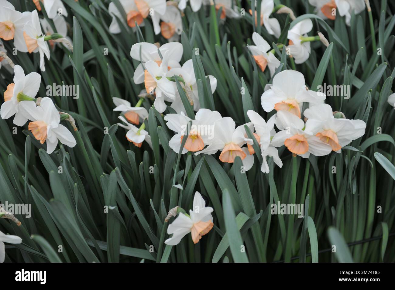 White and pink Large-Cupped daffodils (Narcissus) Sophie Girl bloom in ...