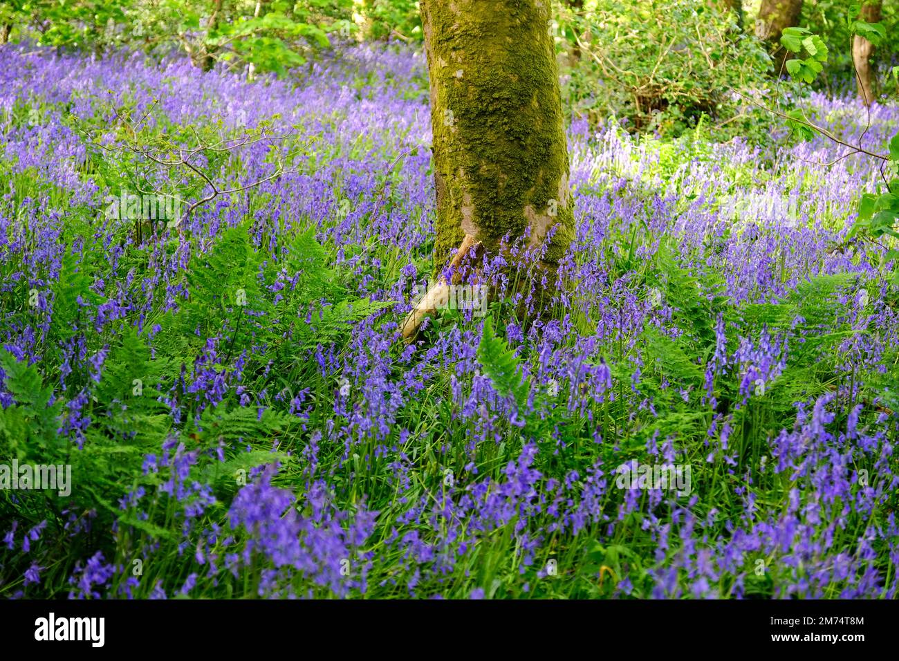 Bluebells carpeting a Cornish woodland floor - John Gollop Stock Photo