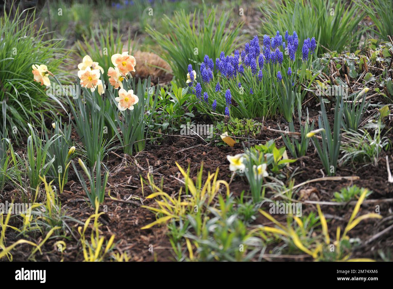 White and pink split-cupped Collar daffodils (Narcissus) Vanilla Peach bloom in a garden in April Stock Photo