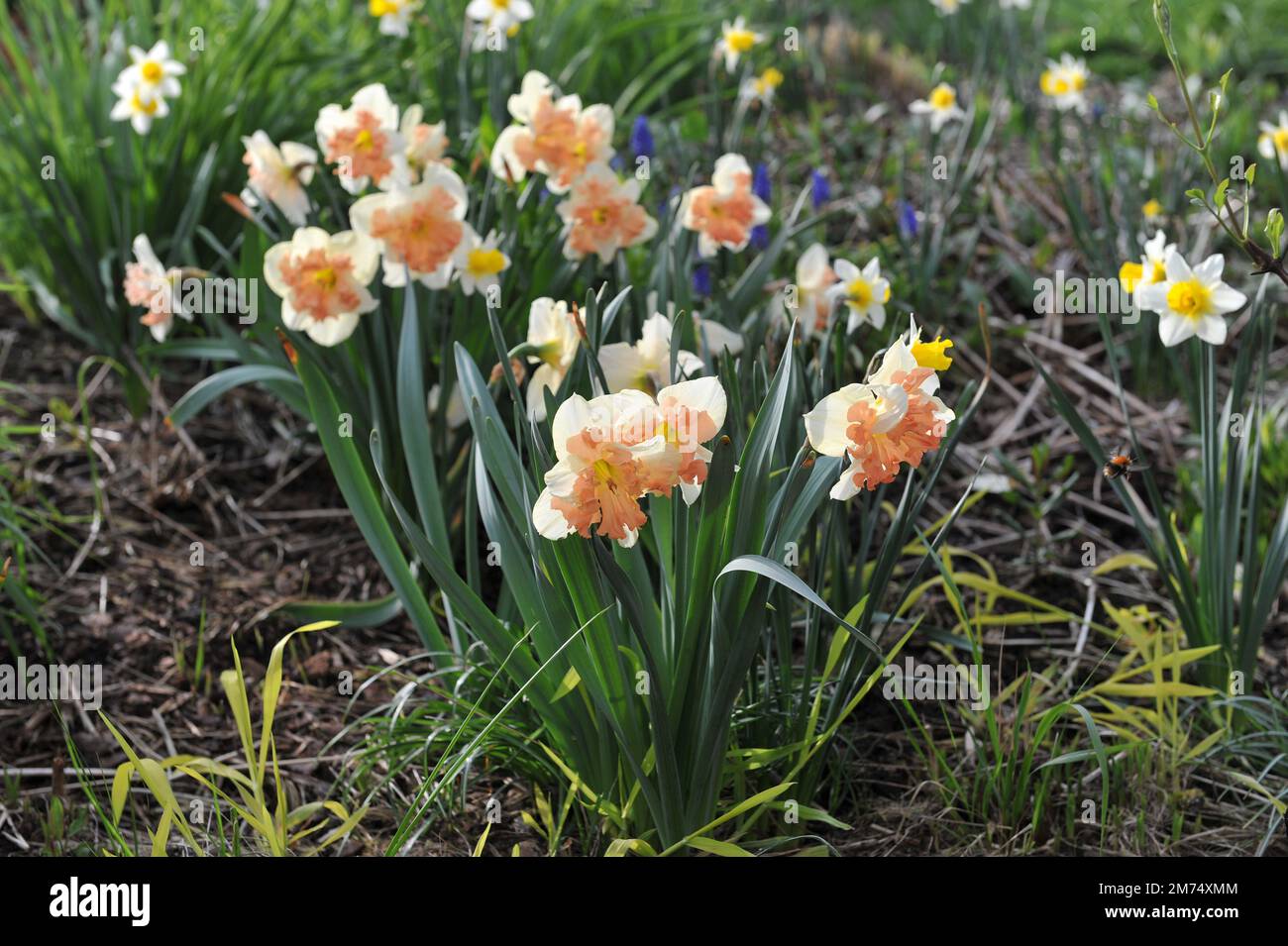 White and pink split-cupped Collar daffodils (Narcissus) Vanilla Peach bloom in a garden in April Stock Photo