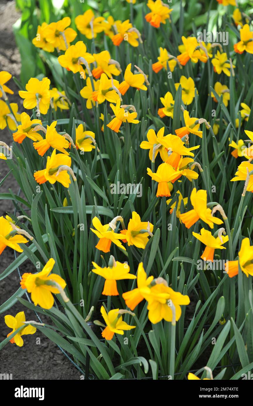 Yellow and Orange Cyclamineus daffodils (Narcissus) Velocity bloom in a ...