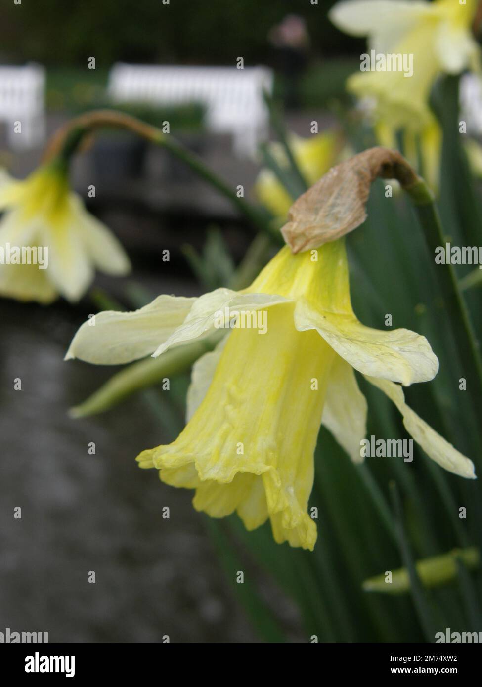 Yellow and white Trumpet daffodils (Narcissus) W.P. Milner bloom in a garden in March Stock Photo