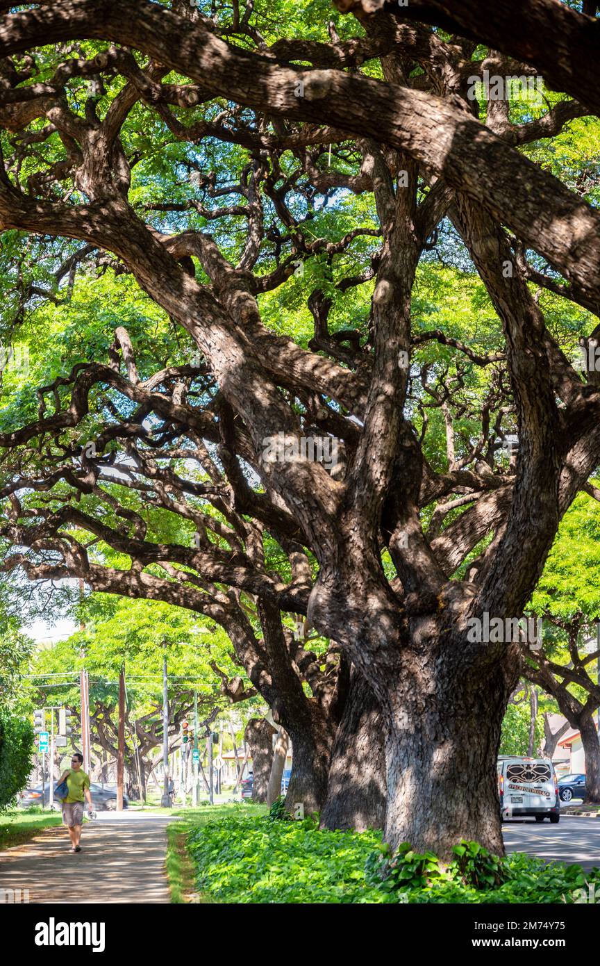Honolulu, Hawaii December 27, 2022 Beautiful trees on the streets of