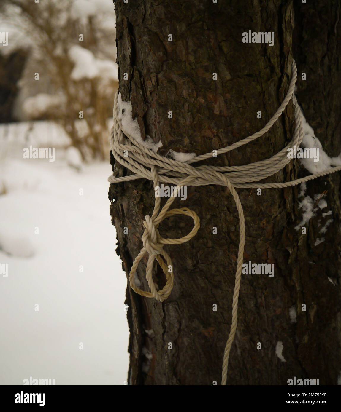 Rope tied to tree hi-res stock photography and images - Alamy