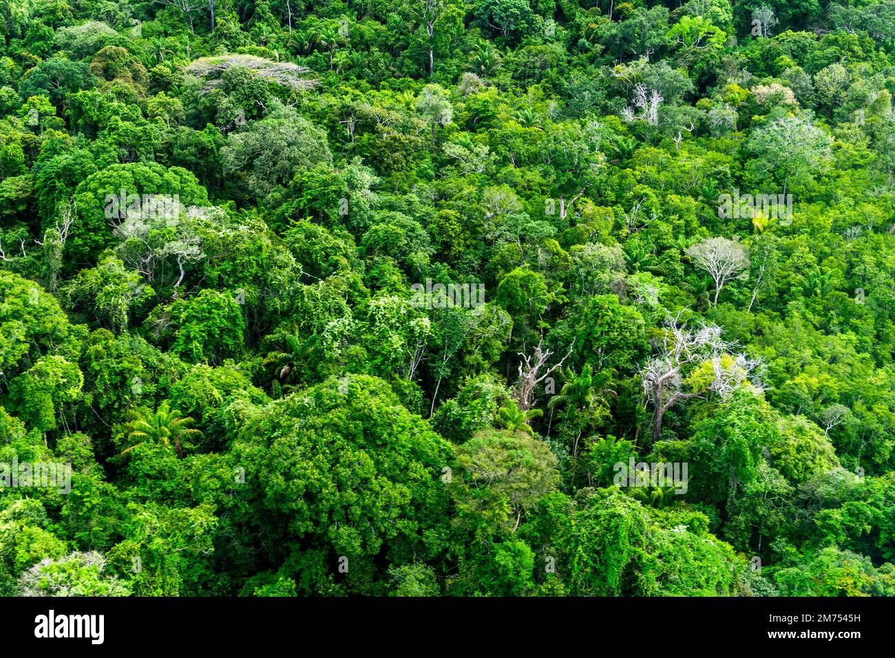 02 January 2023, Brazil, Manaus Trees standing in the Amazon
