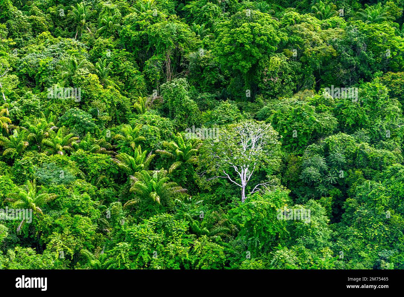 02 January 2023, Brazil, Manaus Trees standing in the Amazon