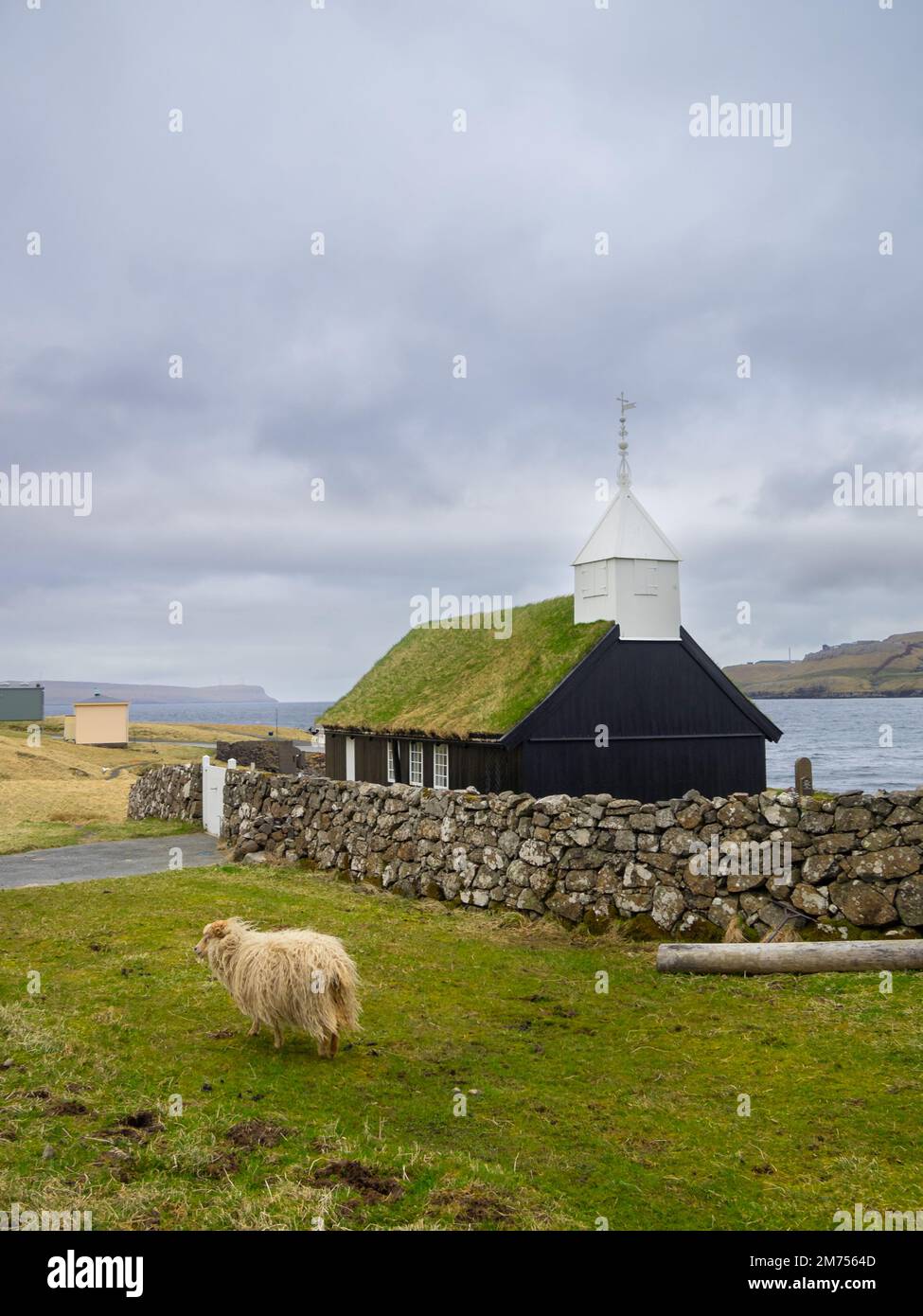 A sheep passing bu Kollafjørður blacj turf roofed church Stock Photo