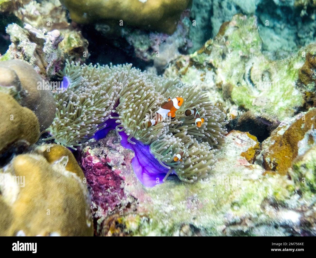 Family clownfish hiding in coral reef purple pot Stock Photo - Alamy