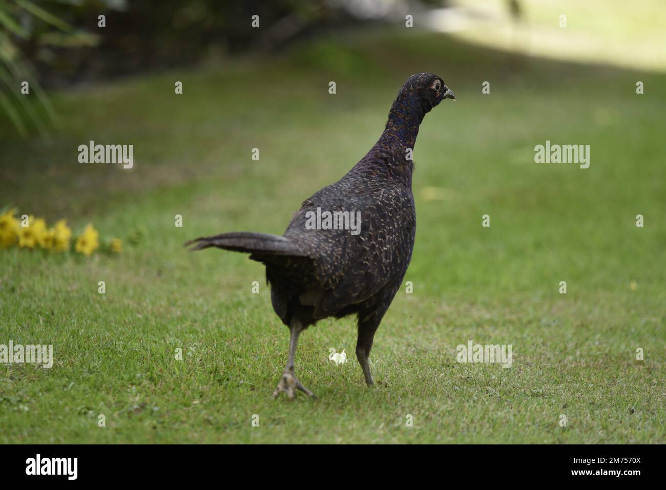 Close-Up Image of Black Female Common Pheasant (Phasianus colchicus) Walking On Grass Away From Camera with Head in Right-Profile in Shade in July, UK Stock Photo