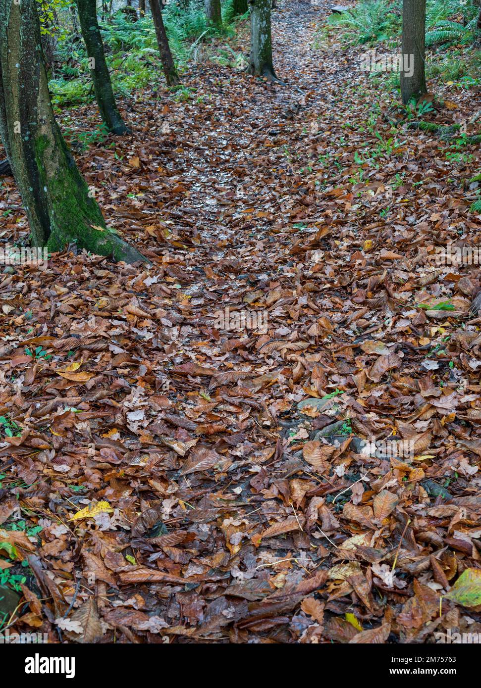 Path through the woodland of the Leader Valley between Drygrange, Redpath, Earlston and the Black Hill. Near Melrose in the Scottish Borders. Includes Stock Photo