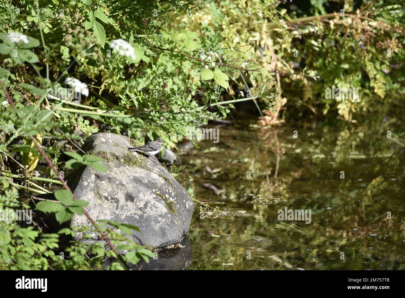 Juvenile Grey Wagtail (Motacilla cinerea) Perched on Top of a Boulder to Left of Image, in Right-Profile, Looking Straight Ahead to River Water in UK Stock Photo