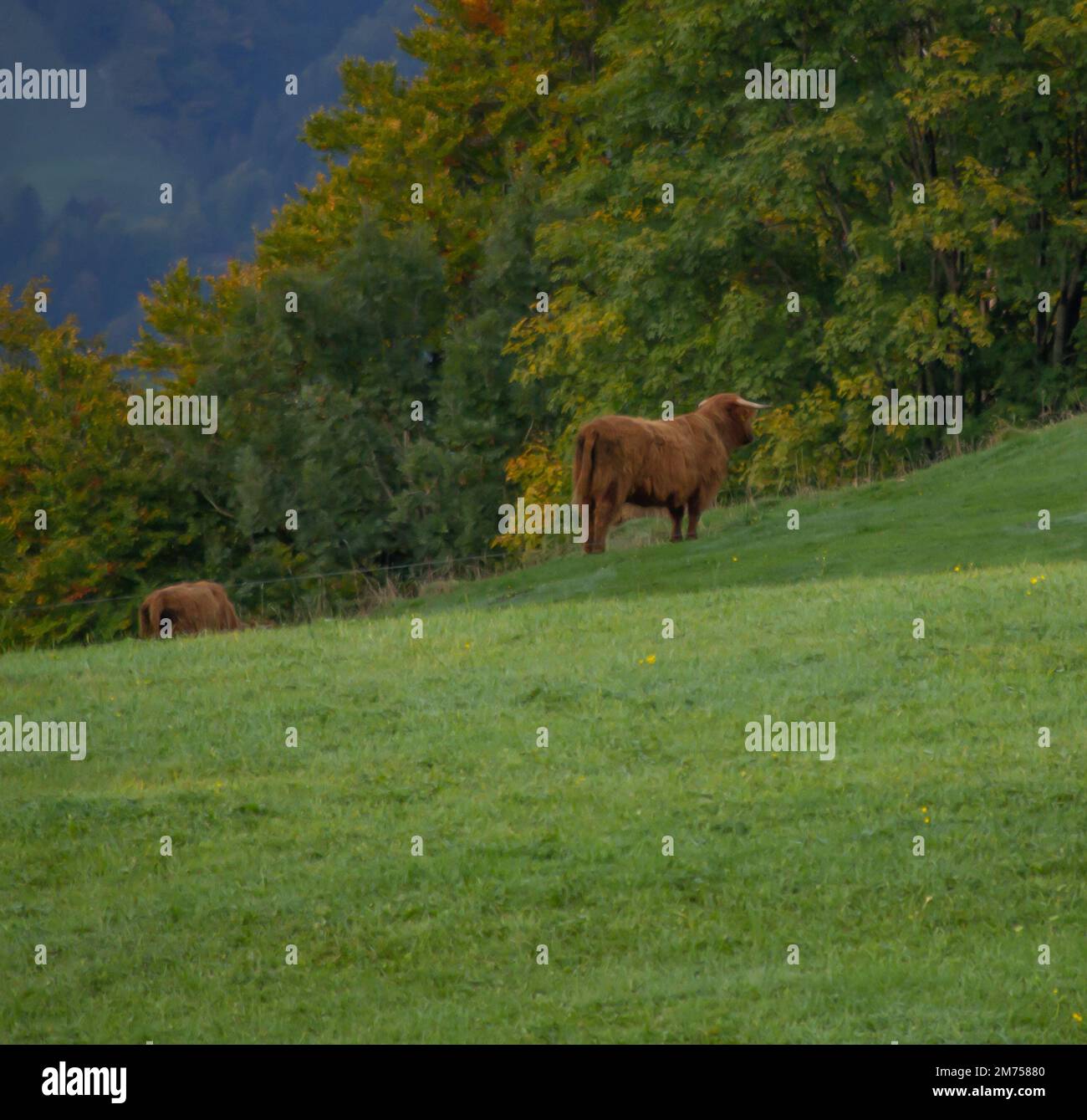 An aerial view of cows in field Stock Photo - Alamy