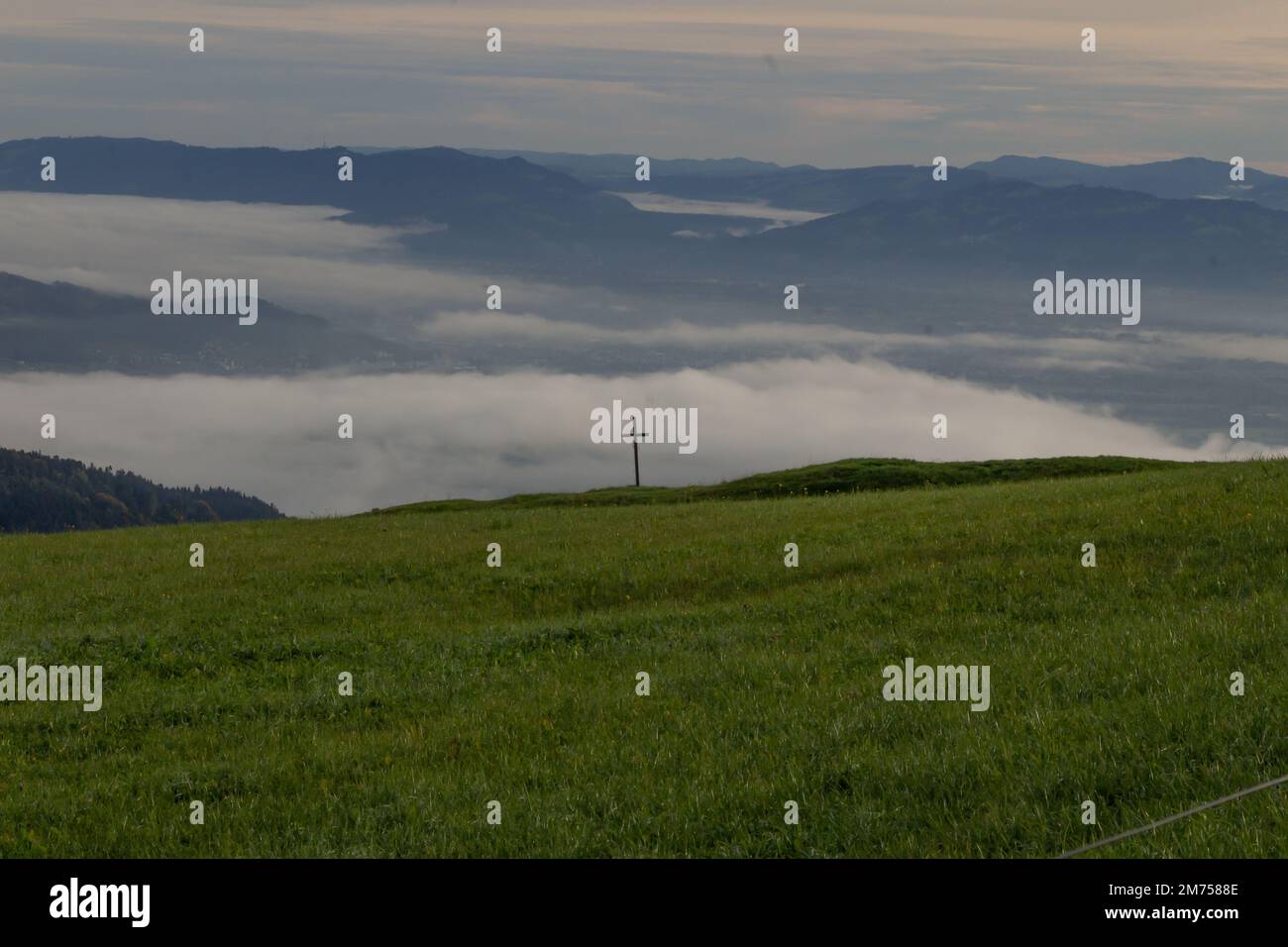 Dense nature greenery field hi-res stock photography and images - Alamy