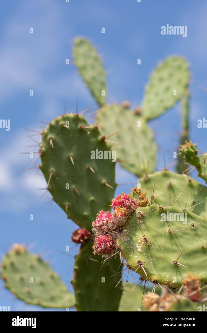 Cactus plant with flower of the Italian coast Stock Photo - Alamy