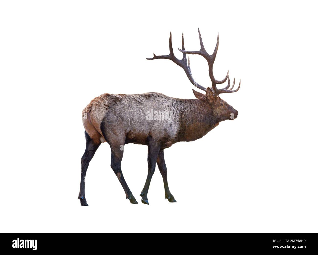 Largest brown Elk with horn standing in the forest at national park. Isolated on white background Stock Photo