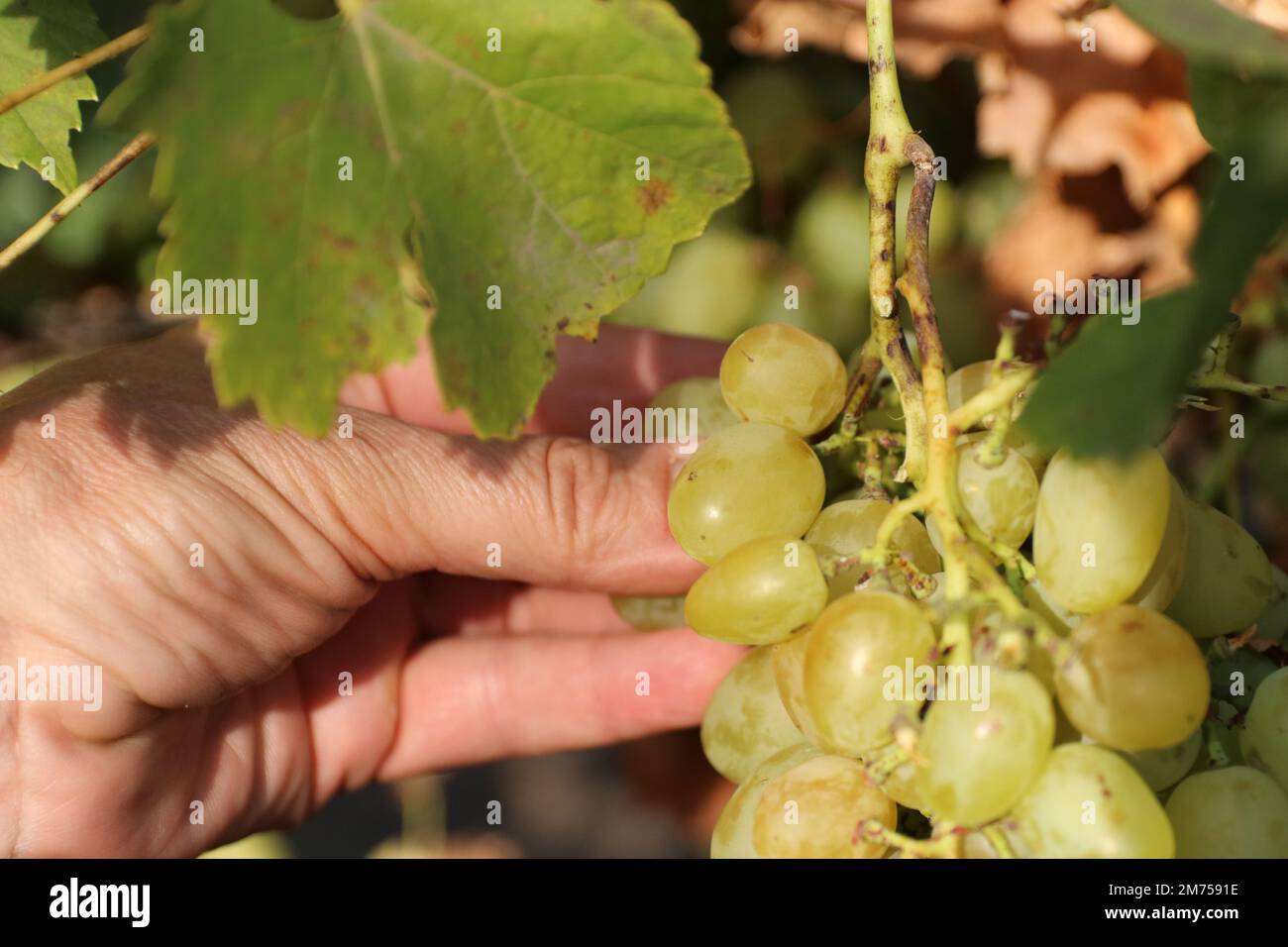 Winemaker man tastes grapes during the harvest. Stock Photo