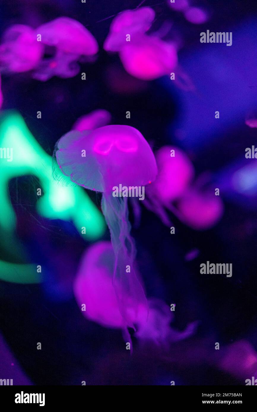 A jellyfish swimming in water Stock Photo - Alamy