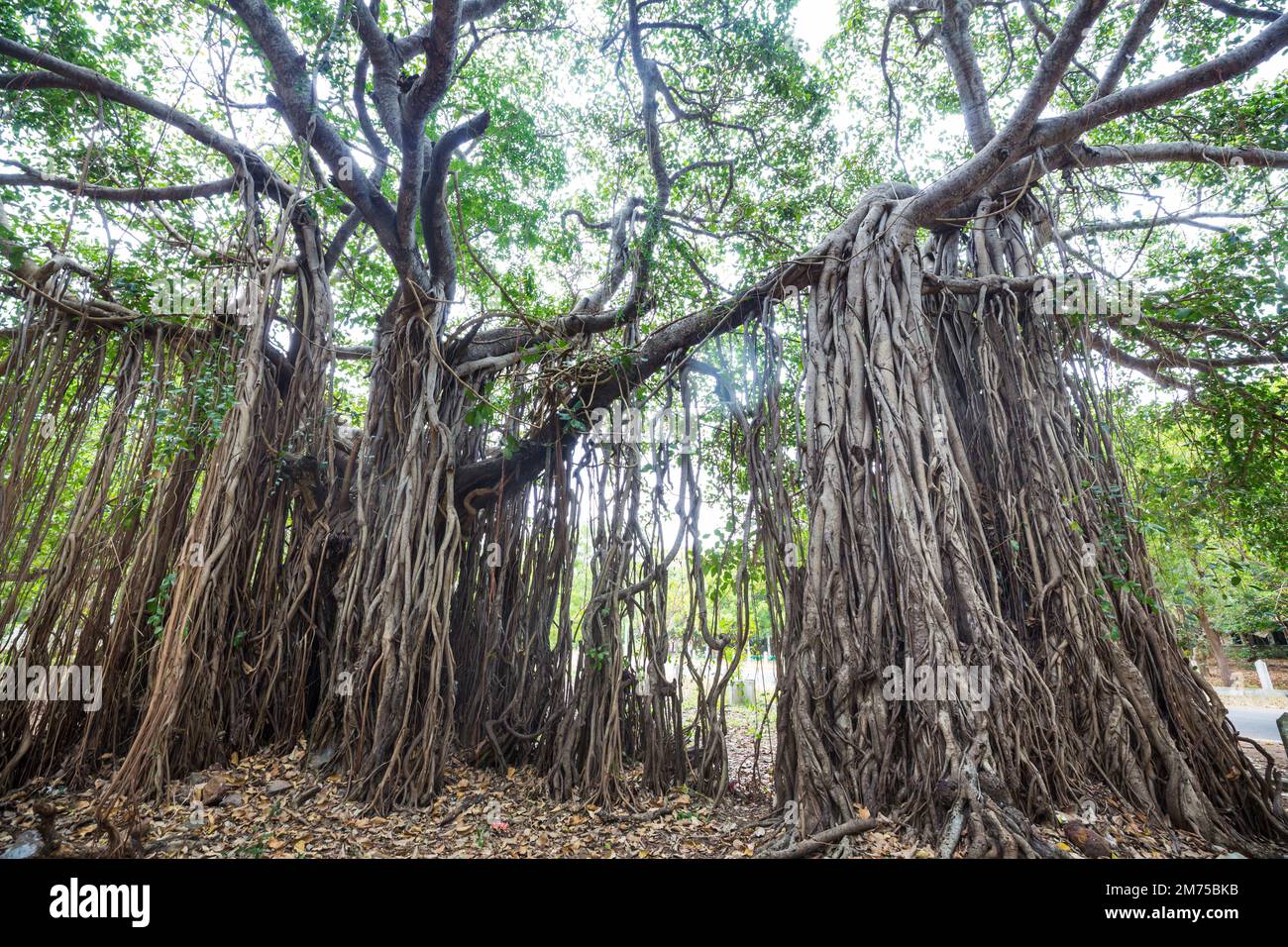 Big banyan tree on Sri Lanka Stock Photo Alamy