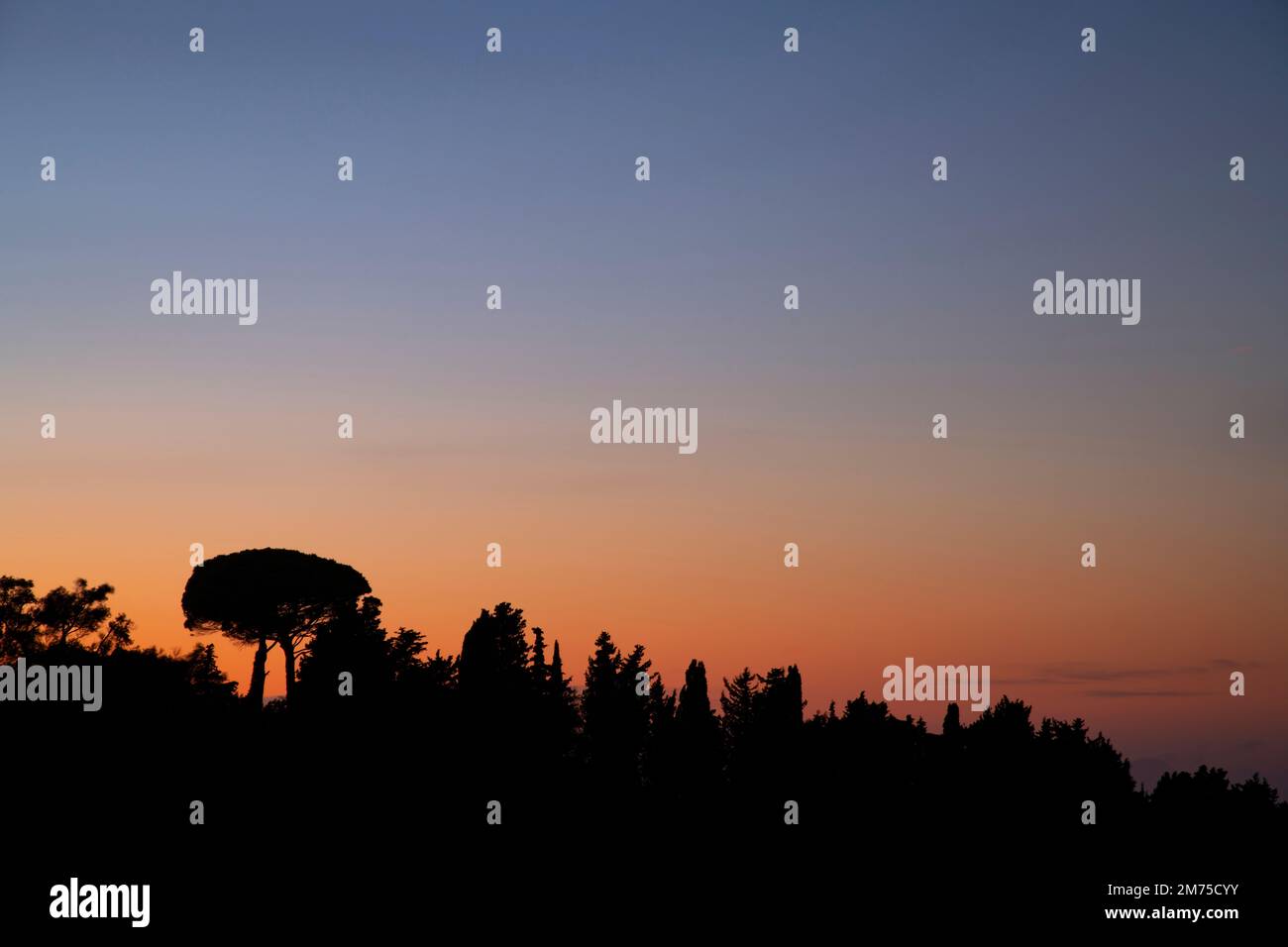 Pine trees in silhouette hi-res stock photography and images - Alamy