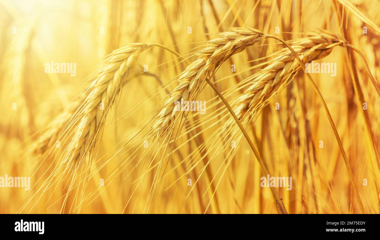 Rural landscape - field common wheat (Triticum aestivum) in the rays of the summer sun, close-up Stock Photo