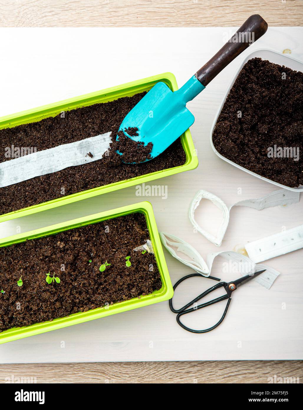 Growing salad plants in home in spring from white paper seed tape, witch has plant seeds inside. Quick and easy way to sow tiny seeds. Stock Photo