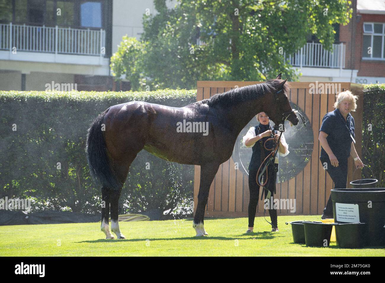 Ascot, Berkshire, UK. 9th July, 2022. A horse stands next to the equine