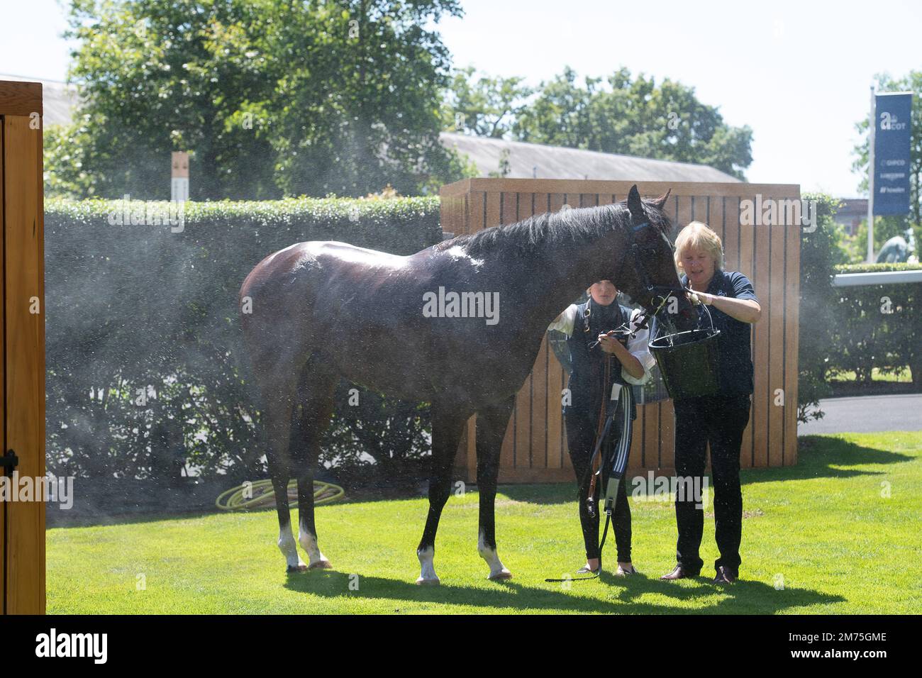 Misting horse hires stock photography and images Alamy