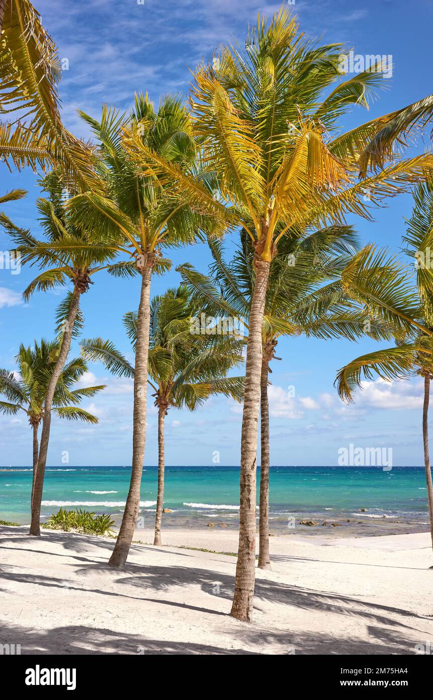Beautiful Caribbean beach with coconut palm trees on a sunny day, Mexico. Stock Photo