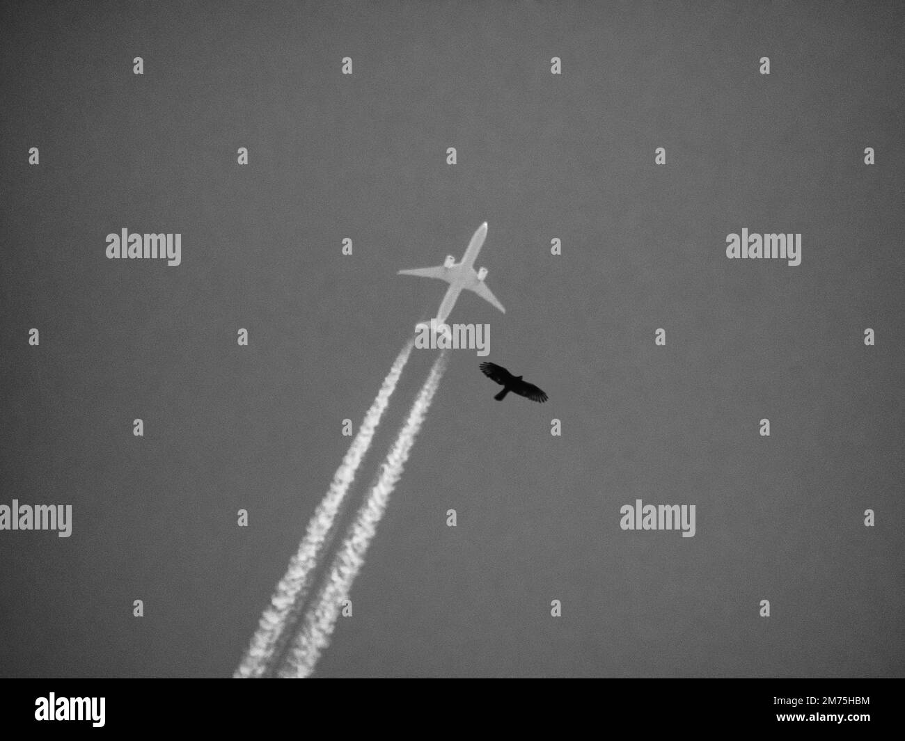 Aeroplane, condensation trails, falcon in flight, cross-fade technique, double exposure, black and white, Baden-Baden, Baden-Wuerttemberg, Germany Stock Photo