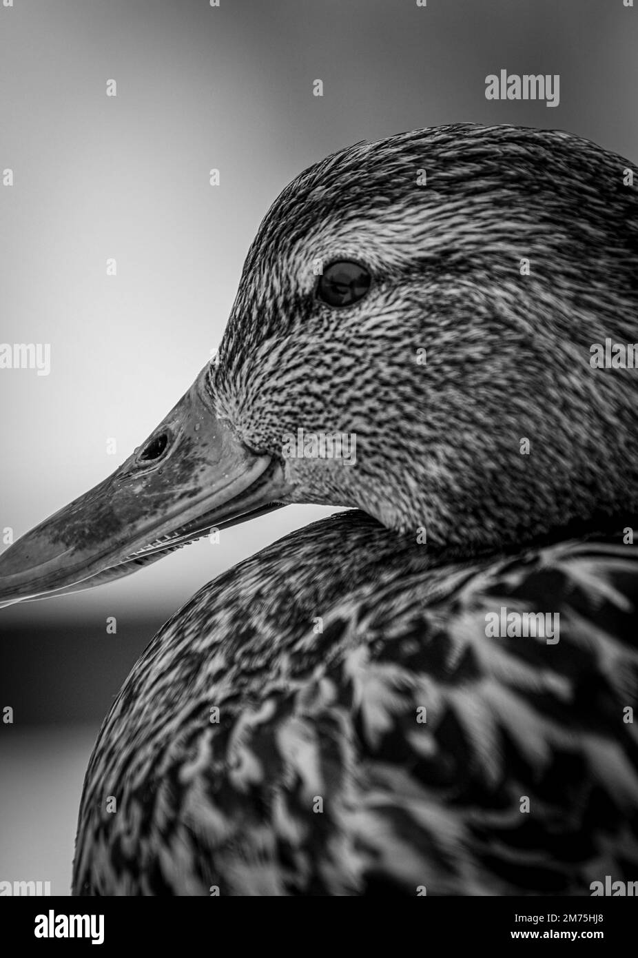 Close up of a mallard duck in black and white Stock Photo