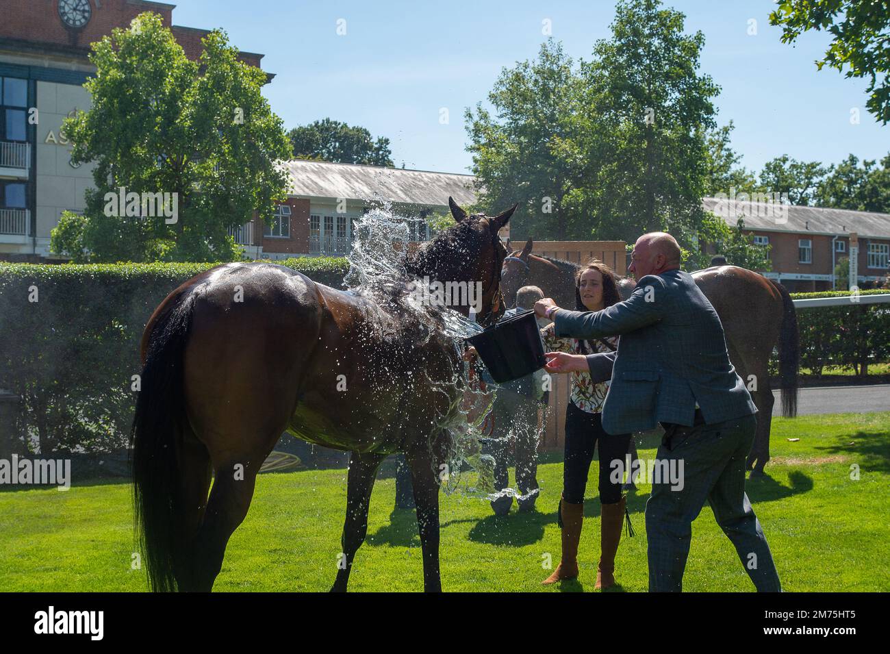 Misting horse hires stock photography and images Alamy