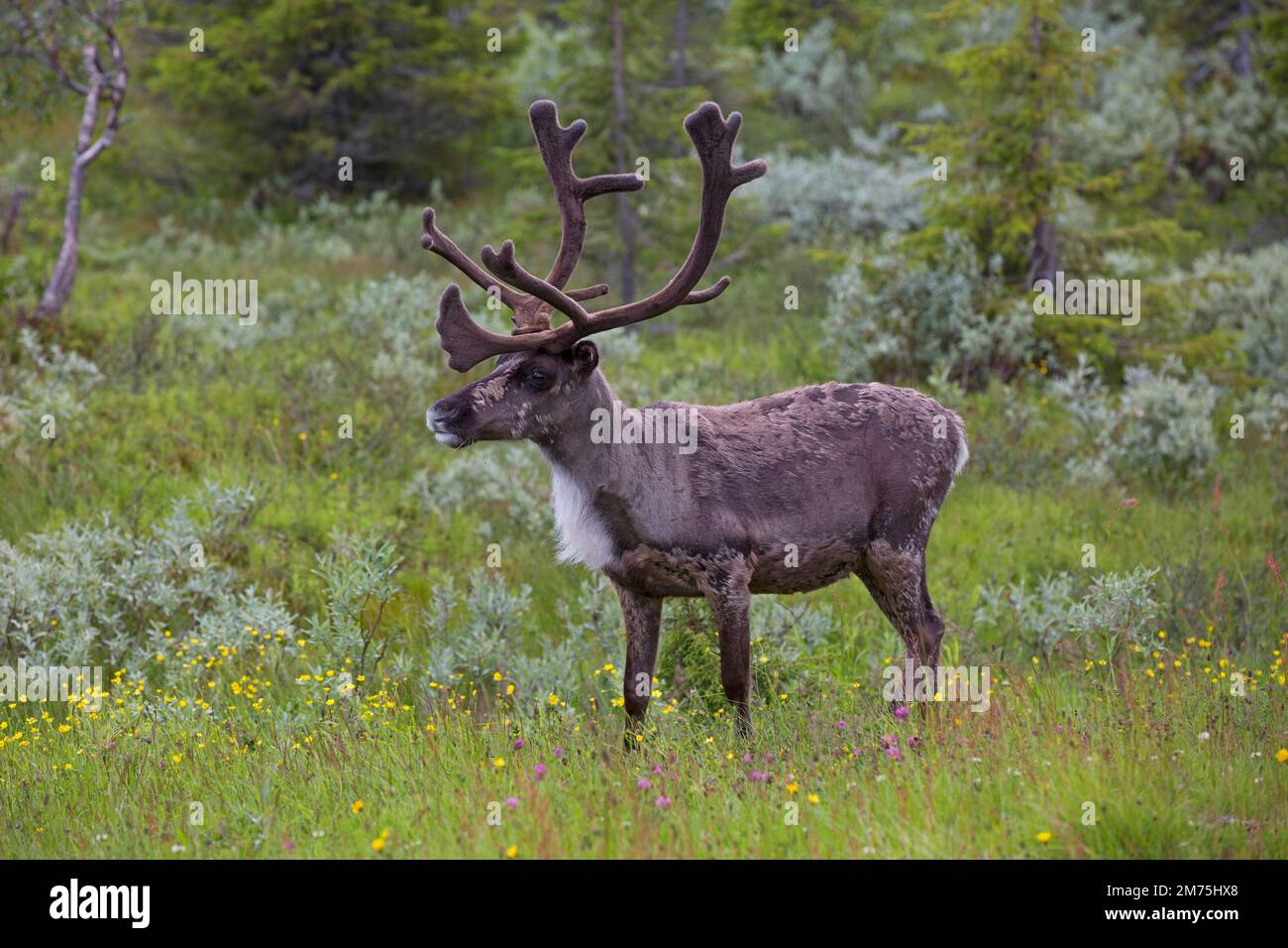 Reindeer (Rangifer tarandus) in a flower meadow at the edge of a bog ...