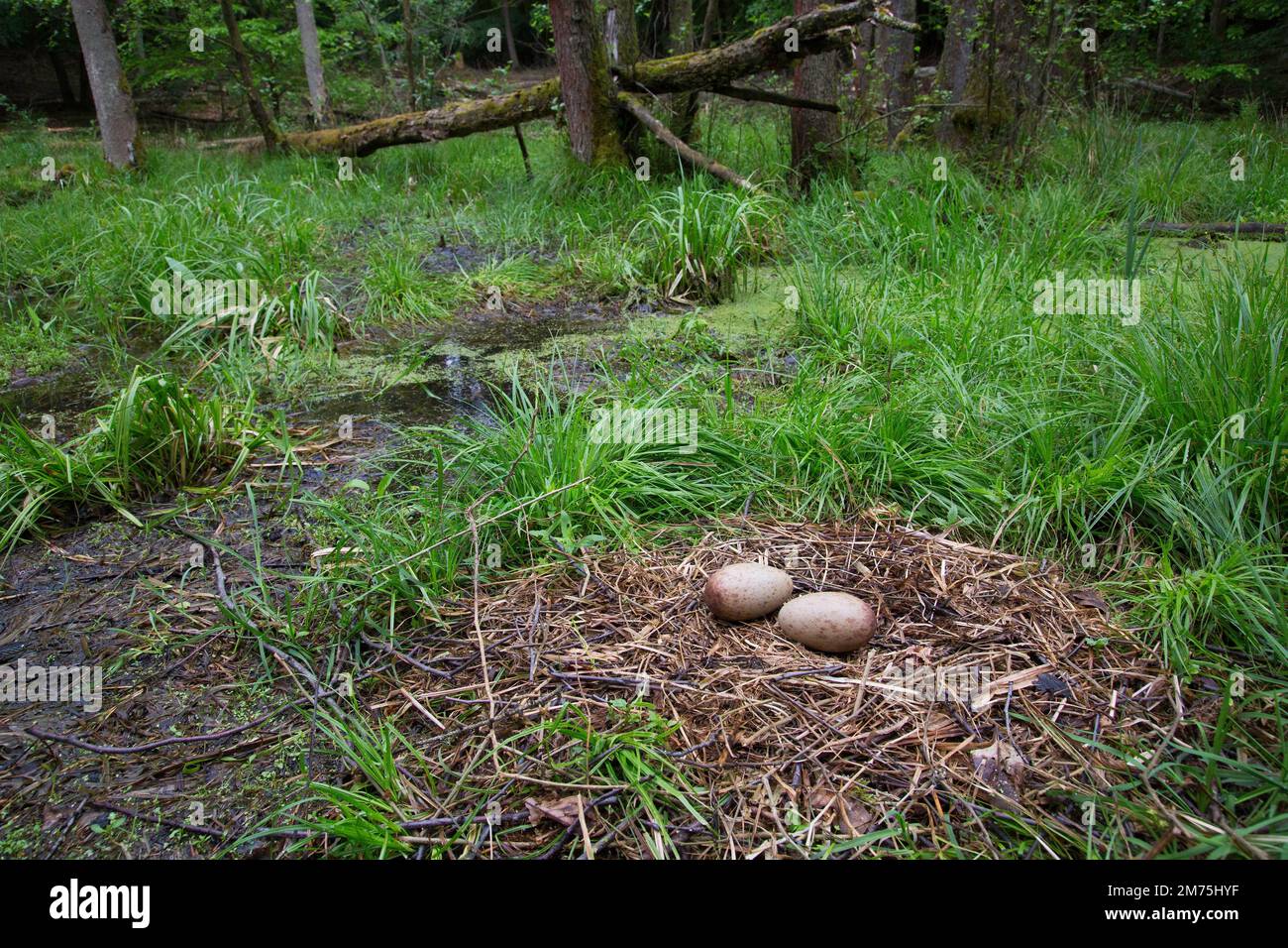 Crane or common crane (Grus grus), eggs or clutch on nest, Mecklenburg-Western Pomerania, Germany Stock Photo