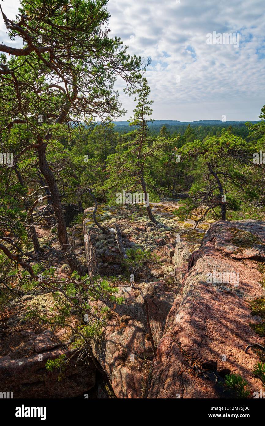 Pine trees and cliff at Geta in Åland Islands, Finland, on a sunny day in the summer. Stock Photo