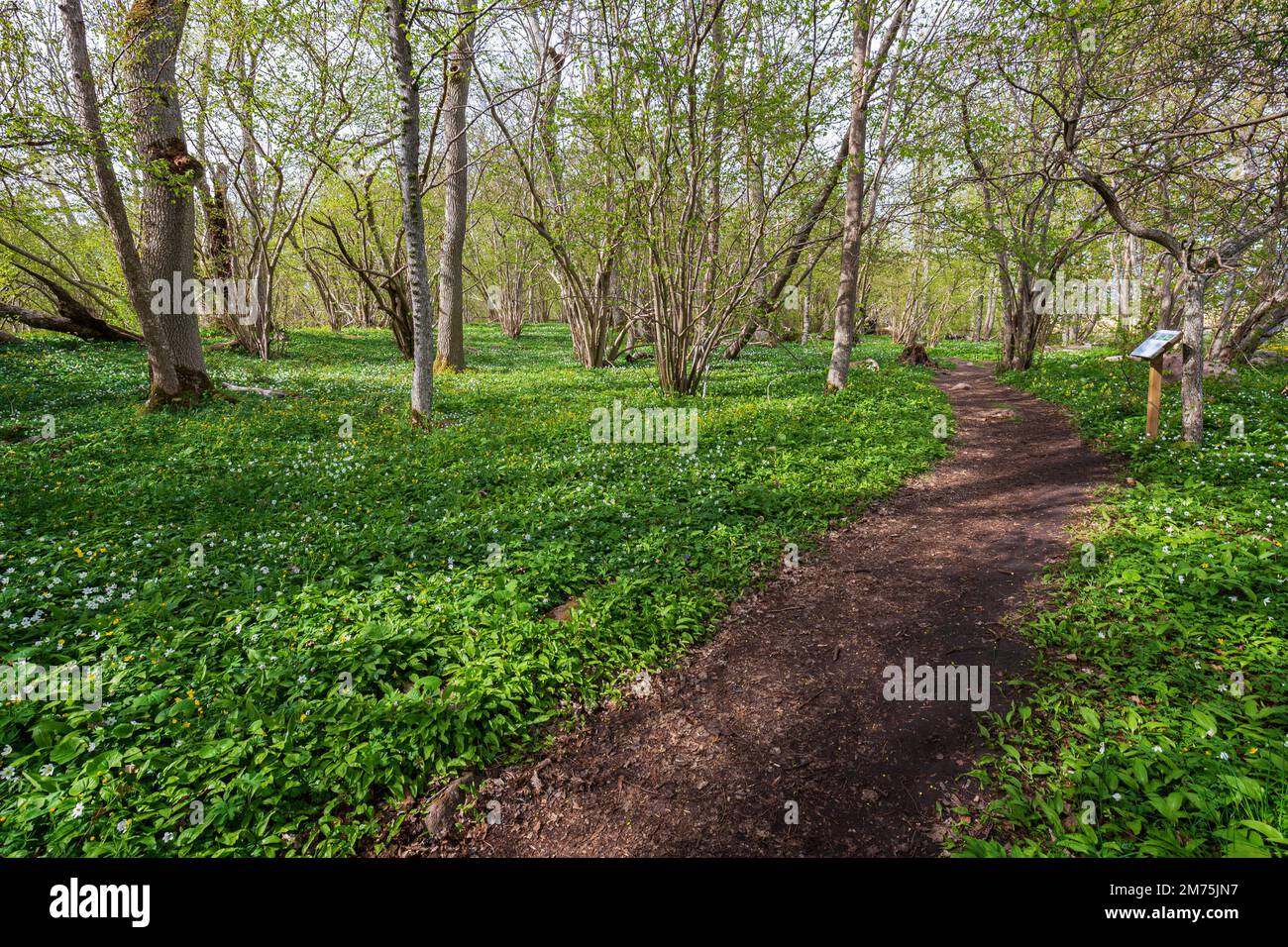 Pathway in a lush grove along the nature trail at the Ramsholmen nature reserve in Åland Islands, Finland, on a sunny day in spring. Stock Photo