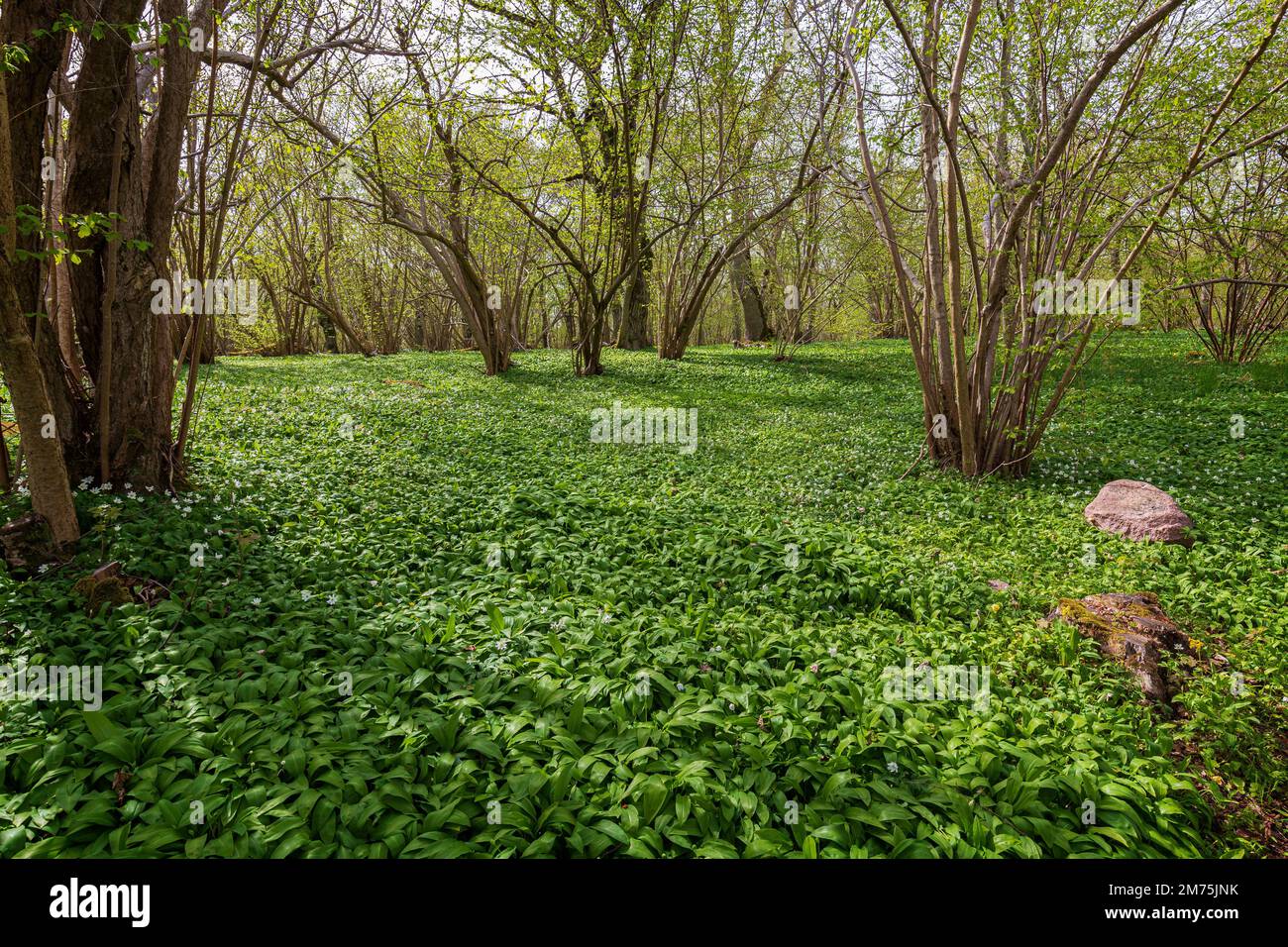 Beautiful view of white anemone flowers blossom and other plants in a lush grove at the Ramsholmen nature reserve in Åland Islands, Finland, in spring Stock Photo