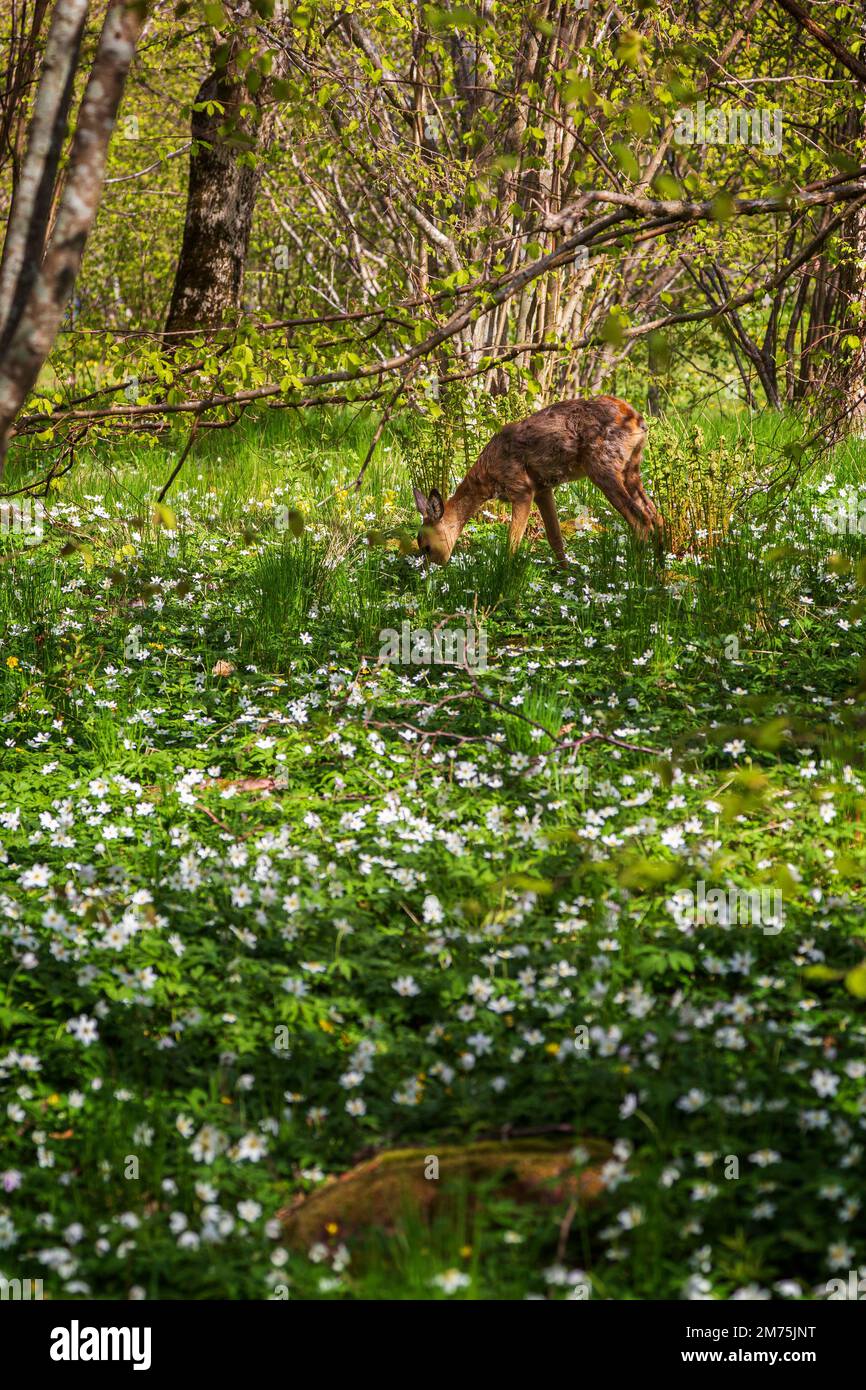 Young European roe deer amid white anemone flowers in a lush forest at the Nåtö nature reserve in Åland Islands, Finland, on a sunny day in spring. Stock Photo