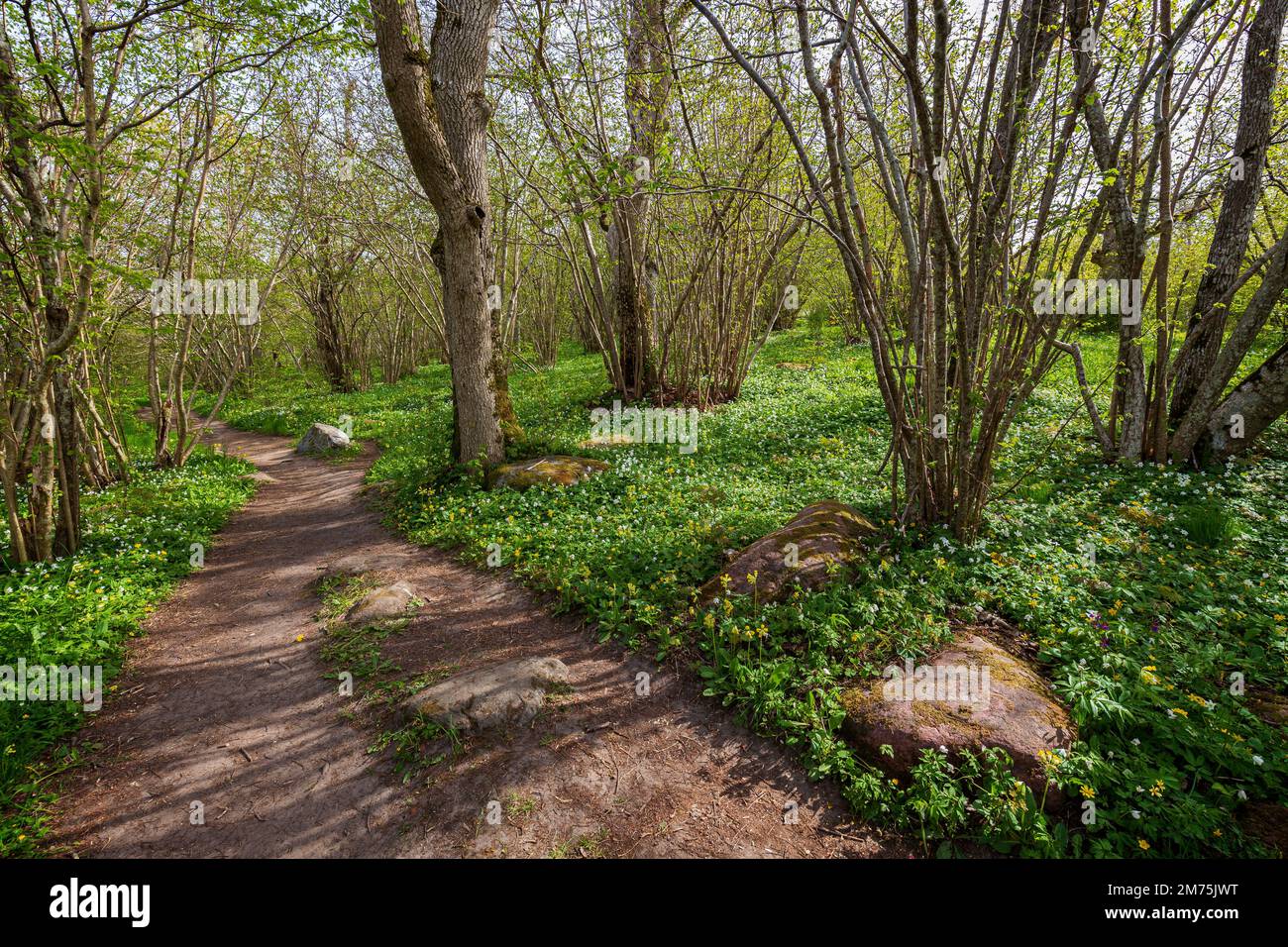 Pathway in a lush grove along the nature trail at the Ramsholmen nature reserve in Åland Islands, Finland, on a sunny day in spring. Stock Photo