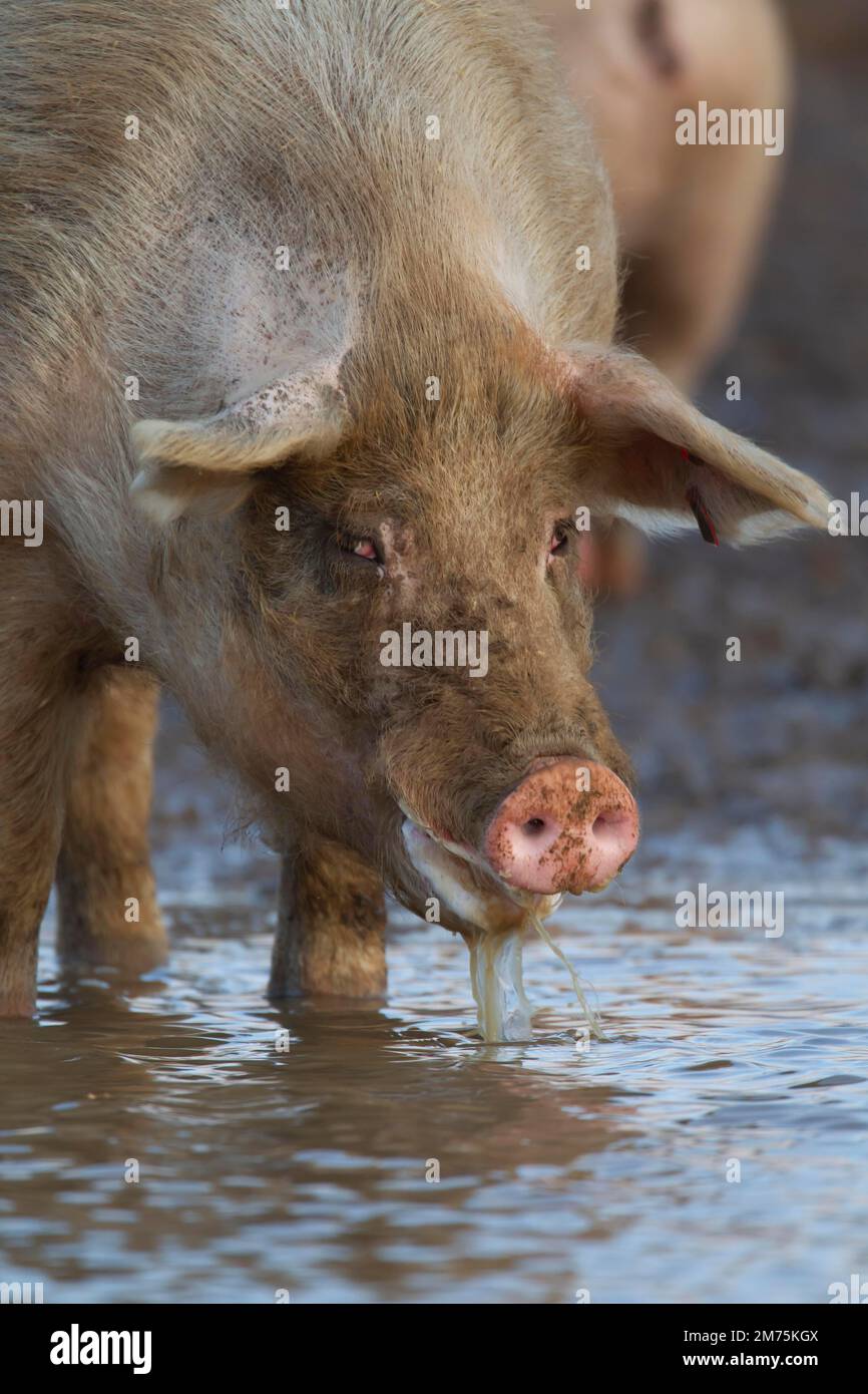 Pig (Sus domesticus) adult animal drinking water from a puddle on a farm field, Suffolk, England, United Kingdom Stock Photo