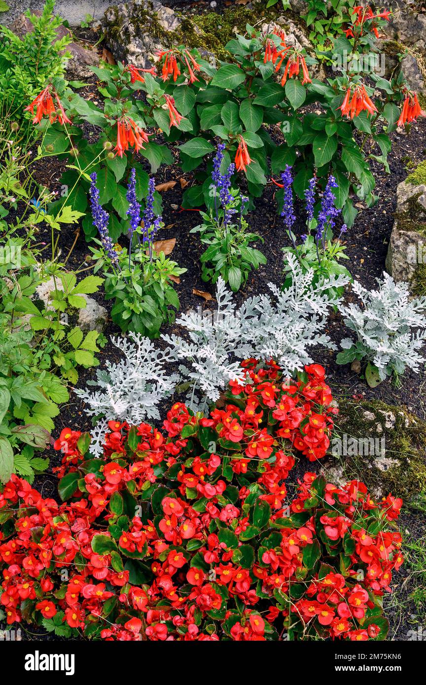 Flowering with busy lily (impatiens walleriana), Vorarlberg, Austria Stock Photo