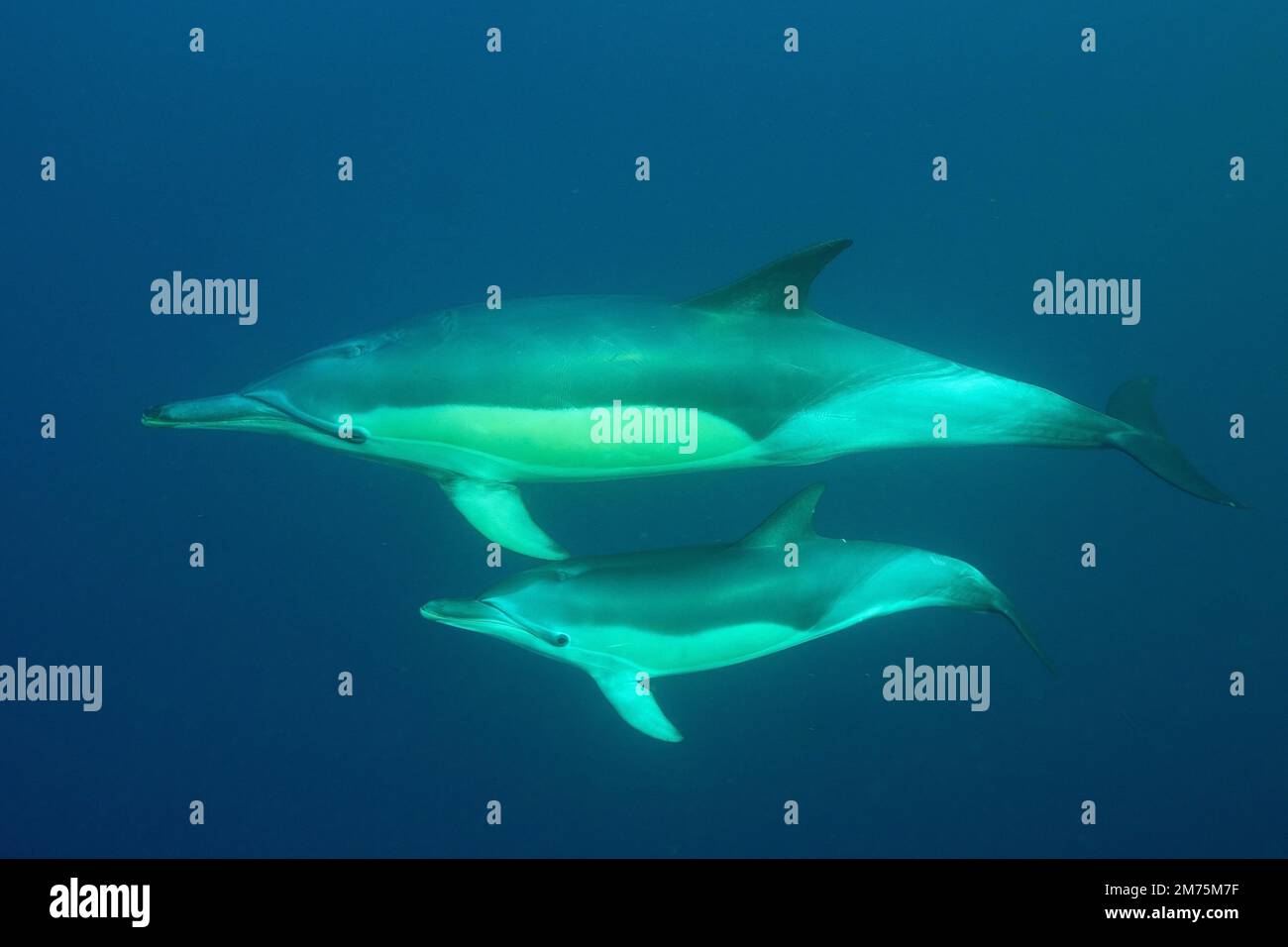 Shortbeaked common dolphin (Delphinus delphis) with juvenile. Dive