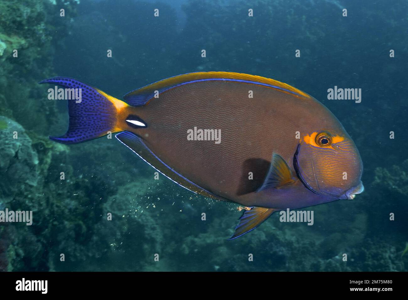 Eyestripe surgeonfish (Acanthurus dussumieri) . Dive site Sodwana Bay, Maputaland Marine Reserve, KwaZulu Natal, South Africa Stock Photo