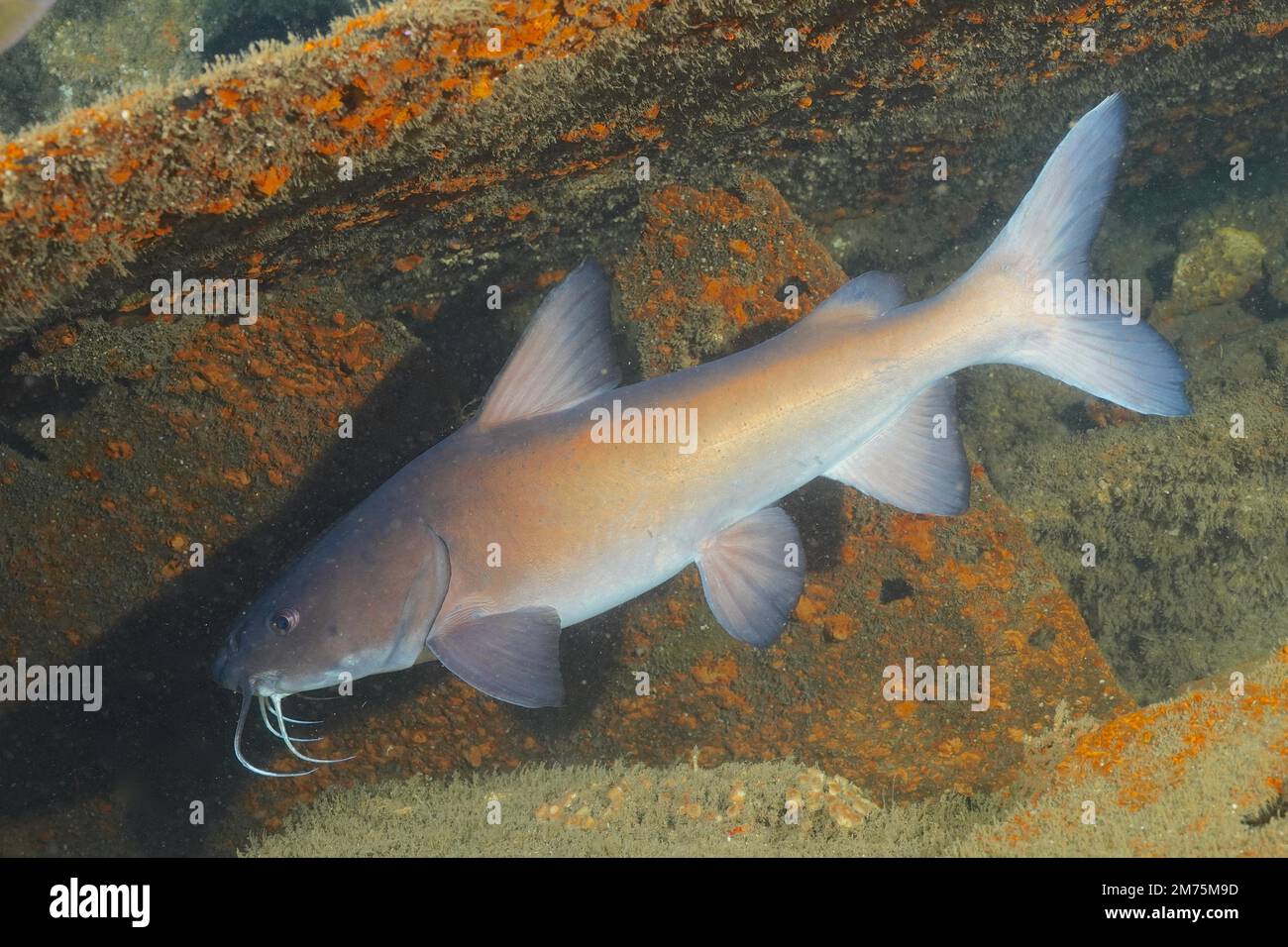 Natal Sea Catfish (Galeichthys trowi), catfish, endemic. Dive site Aliwal Shoal, Umkomaas, KwaZulu Natal, South Africa Stock Photo