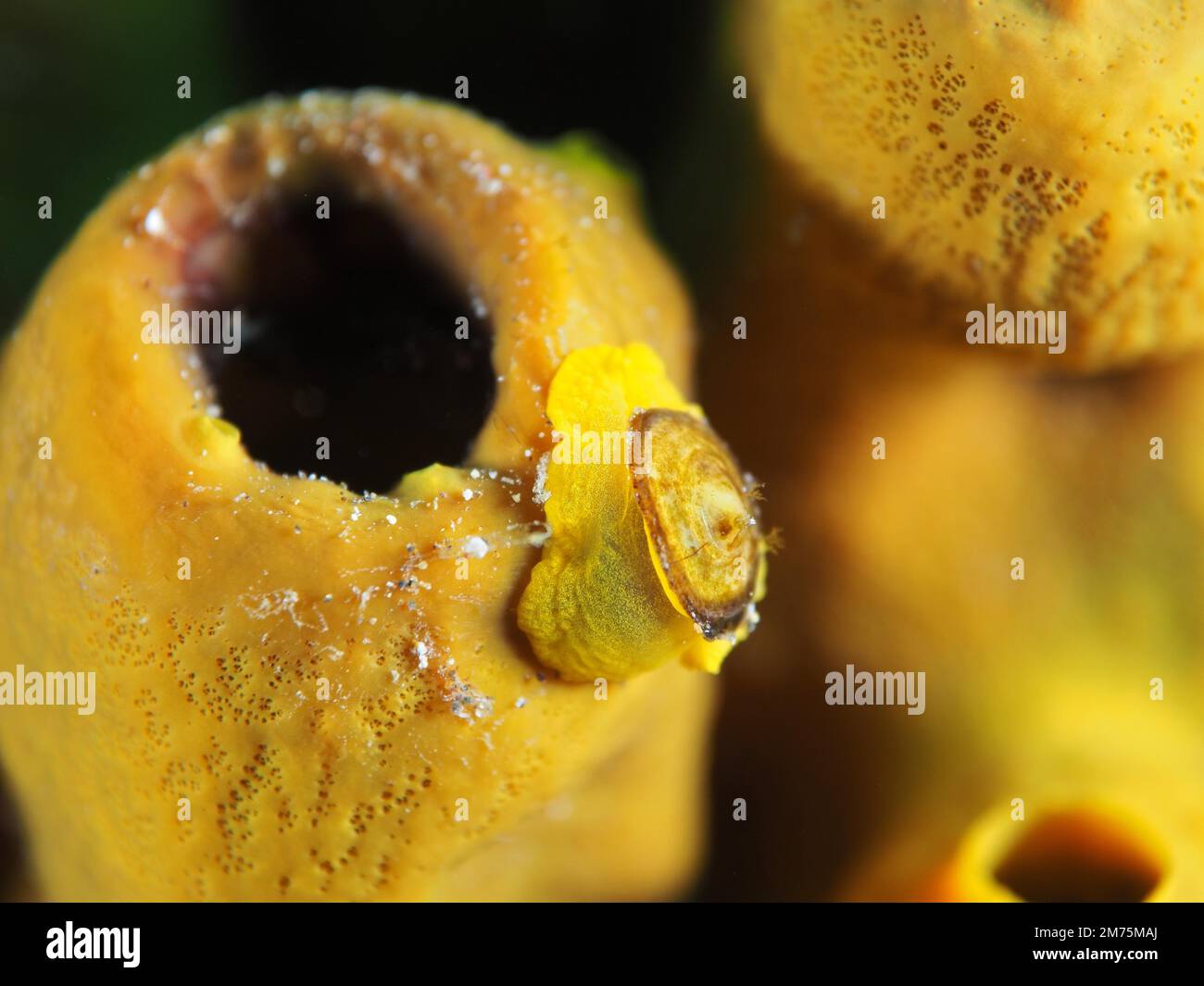 Gold sponge snail (Tylodina perversa), marine snail on gold sponge (Aplysina aerophoba) . Dive site El Cabron Marine Reserve, Arinaga, Gran Canaria Stock Photo