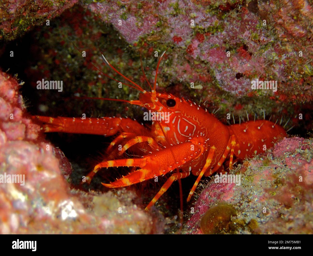 Red Atlantic Reef Lobster (Enoplometopus antillensis) . Dive site Malpique, La Palma, Canary Islands, Spain, Atlantic Ocean Stock Photo